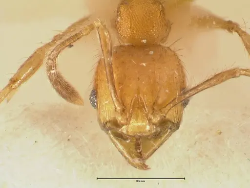 Pheidole sericella specimen FOCOL1418 image focol1418_2