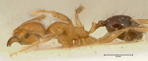 Pheidole sericella specimen FOCOL1418 image focol1418_3