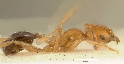 Pheidole sericella specimen FOCOL1418 image focol1418_4