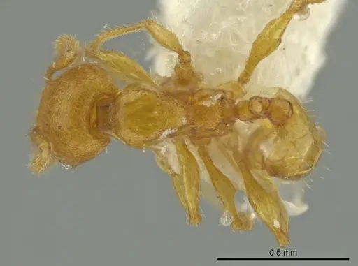 Pheidole servilia specimen CASENT0645871 image casent0645871_1