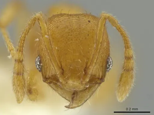Pheidole servilia specimen CASENT0645871 image casent0645871_2