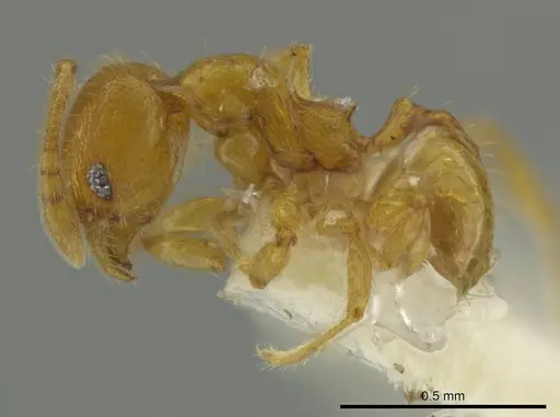 Pheidole servilia specimen CASENT0645871 image casent0645871_3