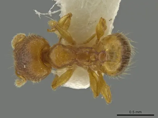 Pheidole servilia specimen JTLC000016528 image jtlc000016528_1