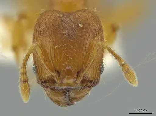 Pheidole servilia specimen JTLC000016528 image jtlc000016528_2