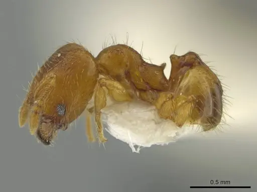 Pheidole servilia specimen JTLC000016528 image jtlc000016528_3