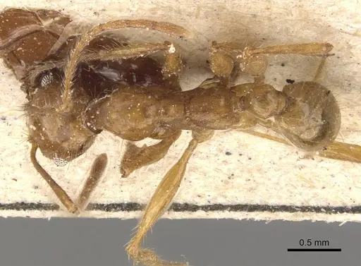Pheidole severini specimen CASENT0908117 image casent0908117_1