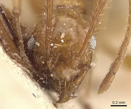 Pheidole severini specimen CASENT0908117 image casent0908117_2
