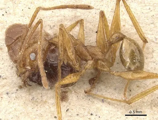Pheidole severini specimen CASENT0908117 image casent0908117_3