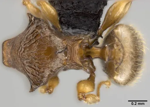 Pheidole sexdentata specimen CASENT0219473 image casent0219473_1