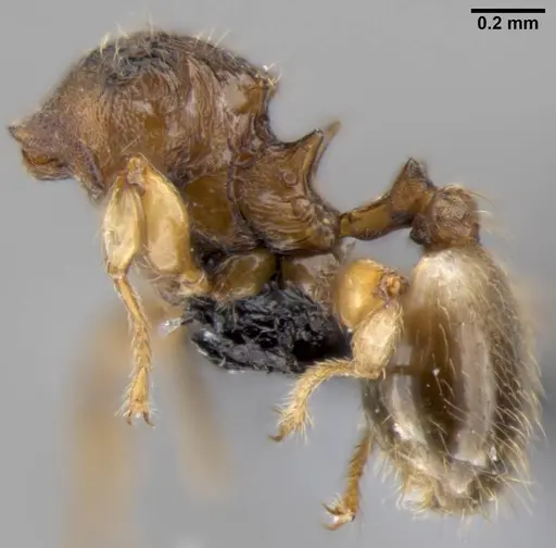 Pheidole sexdentata specimen CASENT0219473 image casent0219473_2
