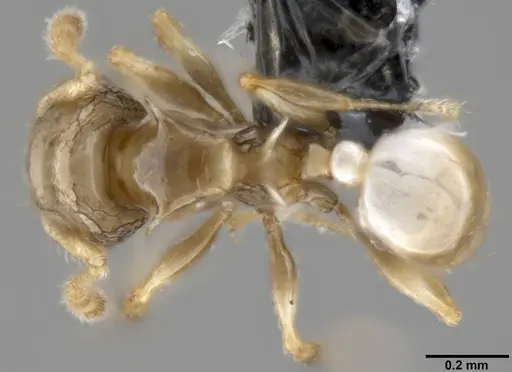 Pheidole sexdentata specimen CASENT0282379 image casent0282379_1