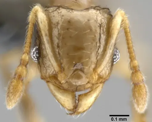 Pheidole sexdentata specimen CASENT0282379 image casent0282379_2
