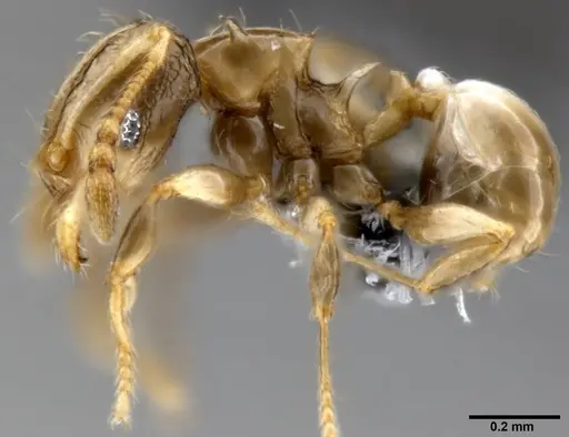 Pheidole sexdentata specimen CASENT0282379 image casent0282379_3