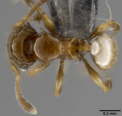 Pheidole sexdentata specimen CASENT0282382 image casent0282382_1