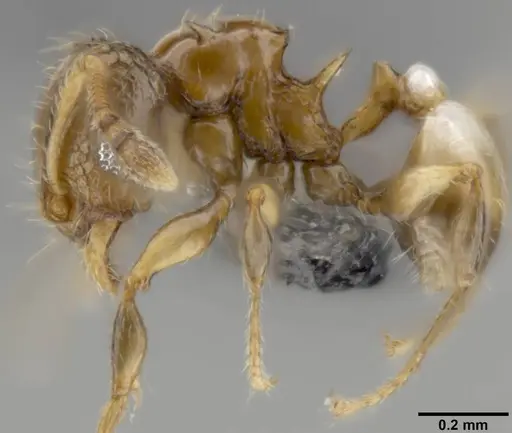 Pheidole sexdentata specimen CASENT0282382 image casent0282382_3
