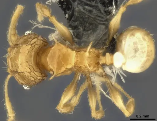 Pheidole sexdentata specimen CASENT0284079 image casent0284079_1