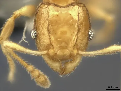 Pheidole sexdentata specimen CASENT0284079 image casent0284079_2