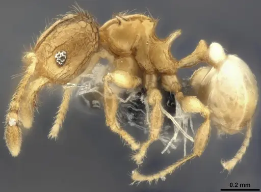 Pheidole sexdentata specimen CASENT0284079 image casent0284079_3