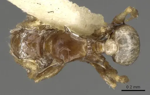 Pheidole sexdentata specimen CASENT0901327 image casent0901327_1