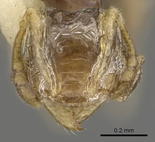 Pheidole sexdentata specimen CASENT0901327 image casent0901327_2