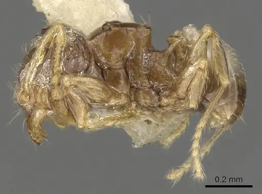 Pheidole sexdentata specimen CASENT0901327 image casent0901327_3
