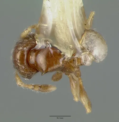 Pheidole sexdentata specimen CASTYPE06948 image castype06948_1