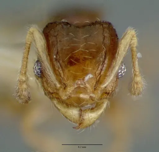 Pheidole sexdentata specimen CASTYPE06948 image castype06948_2