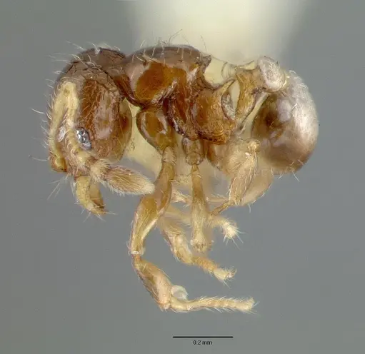 Pheidole sexdentata specimen CASTYPE06948 image castype06948_3