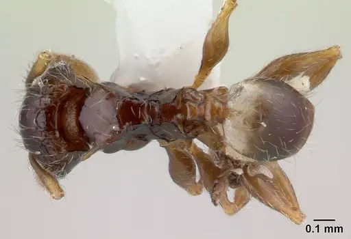 Pheidole sexspinosa specimen CASENT0178403 image casent0178403_1