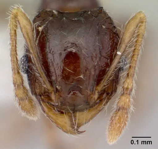 Pheidole sexspinosa specimen CASENT0178403 image casent0178403_2