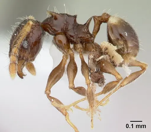 Pheidole sexspinosa specimen CASENT0178403 image casent0178403_3