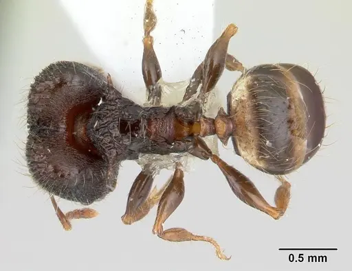 Pheidole sexspinosa specimen CASENT0178466 image casent0178466_1