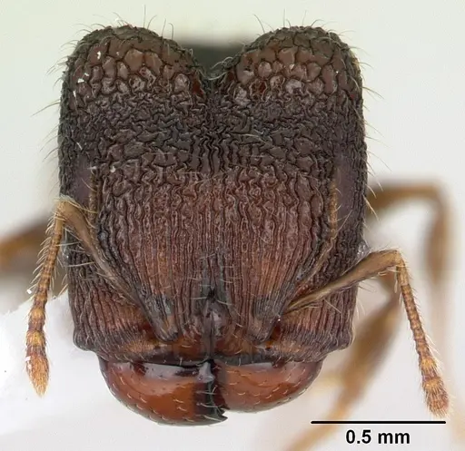 Pheidole sexspinosa specimen CASENT0178466 image casent0178466_2