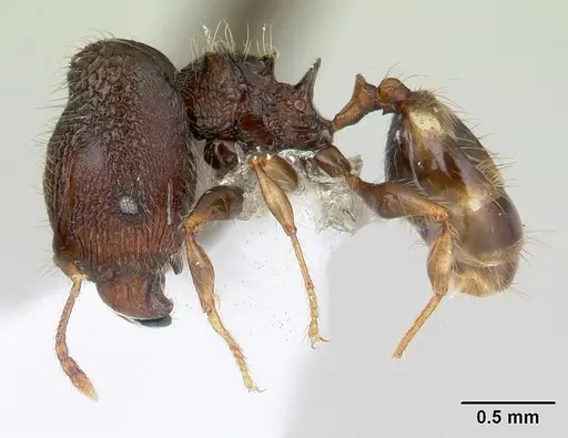 Pheidole sexspinosa specimen CASENT0178466 image casent0178466_3