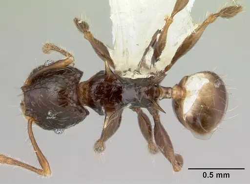 Pheidole sexspinosa specimen CASENT0178467 image casent0178467_1