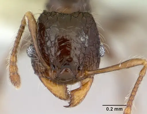 Pheidole sexspinosa specimen CASENT0178467 image casent0178467_2