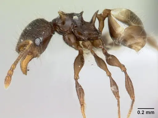 Pheidole sexspinosa specimen CASENT0178467 image casent0178467_3