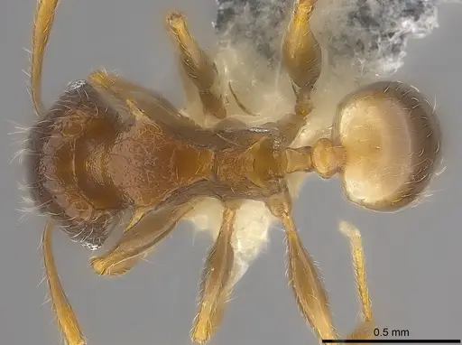 Pheidole sexspinosa specimen CASENT0194651 image casent0194651_1