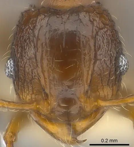 Pheidole sexspinosa specimen CASENT0194651 image casent0194651_2