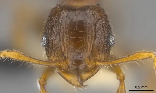 Pheidole sexspinosa specimen CASENT0194651 image casent0194651_3