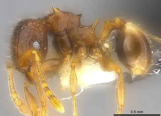Pheidole sexspinosa specimen CASENT0194651 image casent0194651_4