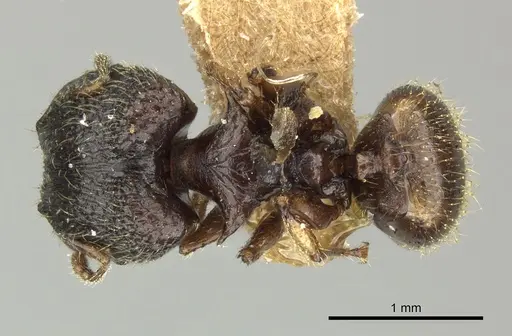 Pheidole sexspinosa specimen CASENT0249104 image casent0249104_1