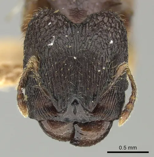 Pheidole sexspinosa specimen CASENT0249104 image casent0249104_2