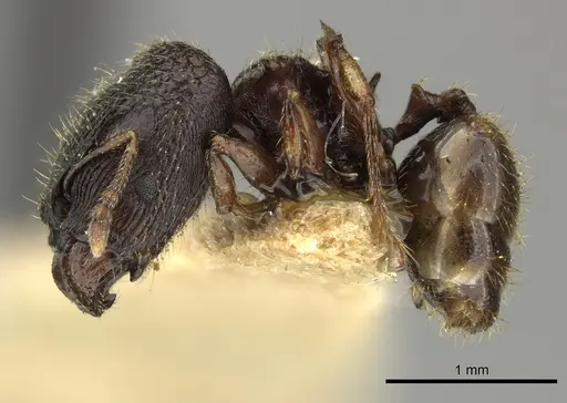 Pheidole sexspinosa specimen CASENT0249104 image casent0249104_3