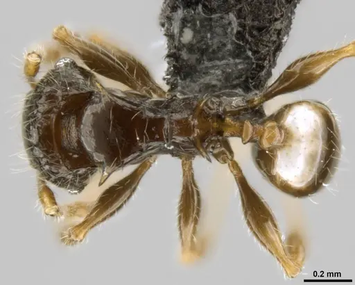 Pheidole sexspinosa specimen CASENT0282137 image casent0282137_1