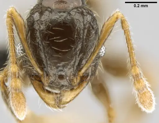 Pheidole sexspinosa specimen CASENT0282137 image casent0282137_2