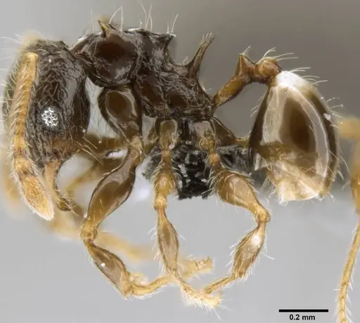 Pheidole sexspinosa specimen CASENT0282137 image casent0282137_3