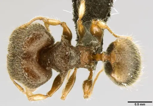 Pheidole sexspinosa specimen CASENT0282145 image casent0282145_1