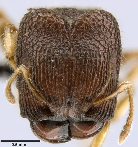 Pheidole sexspinosa specimen CASENT0282145 image casent0282145_2