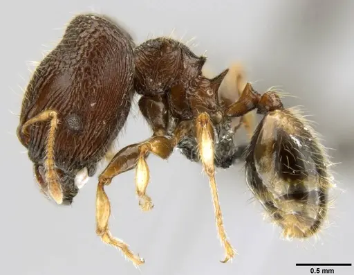 Pheidole sexspinosa specimen CASENT0282145 image casent0282145_3
